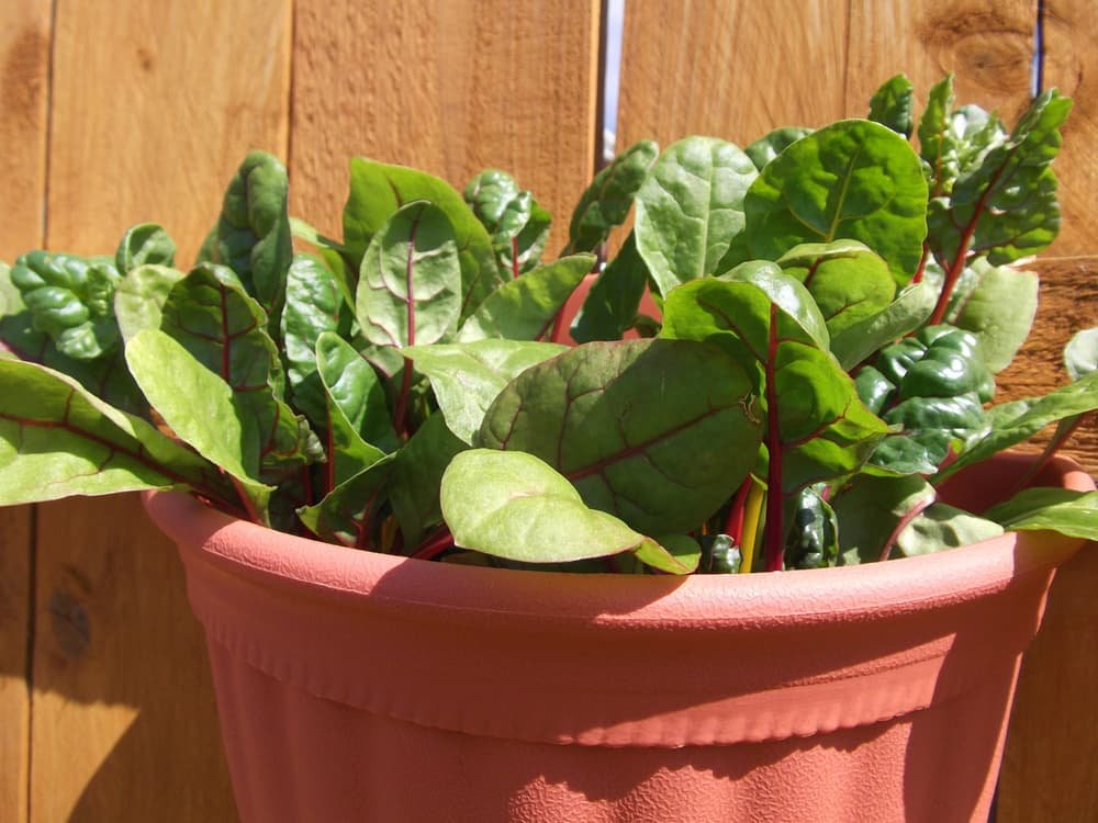 Swiss Chard