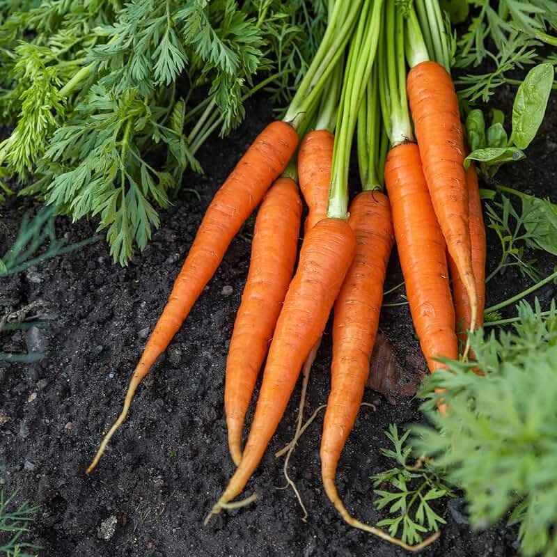Carrots (Early Varieties)