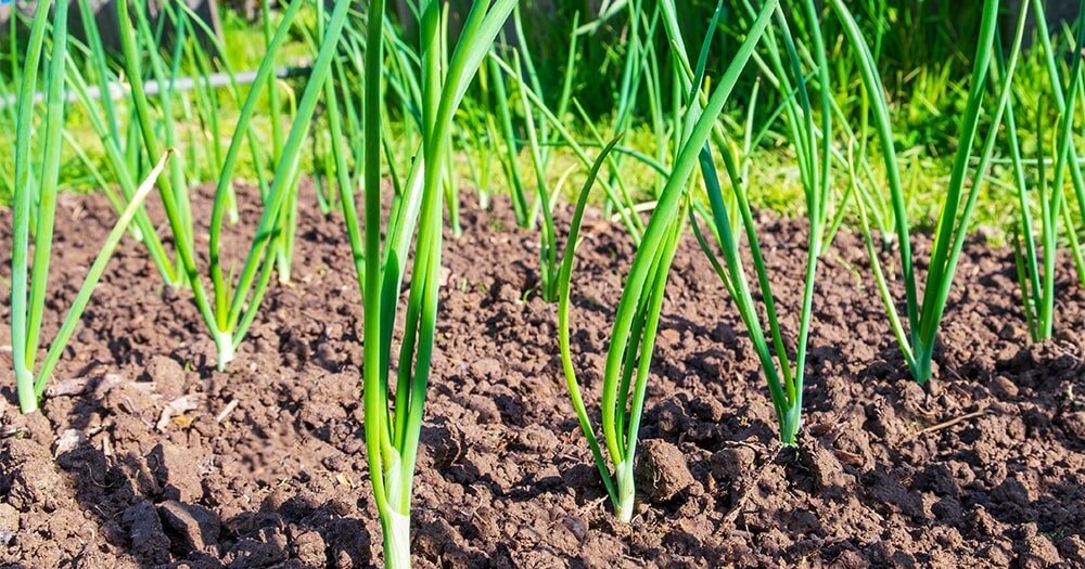 Green Onions (Scallions)