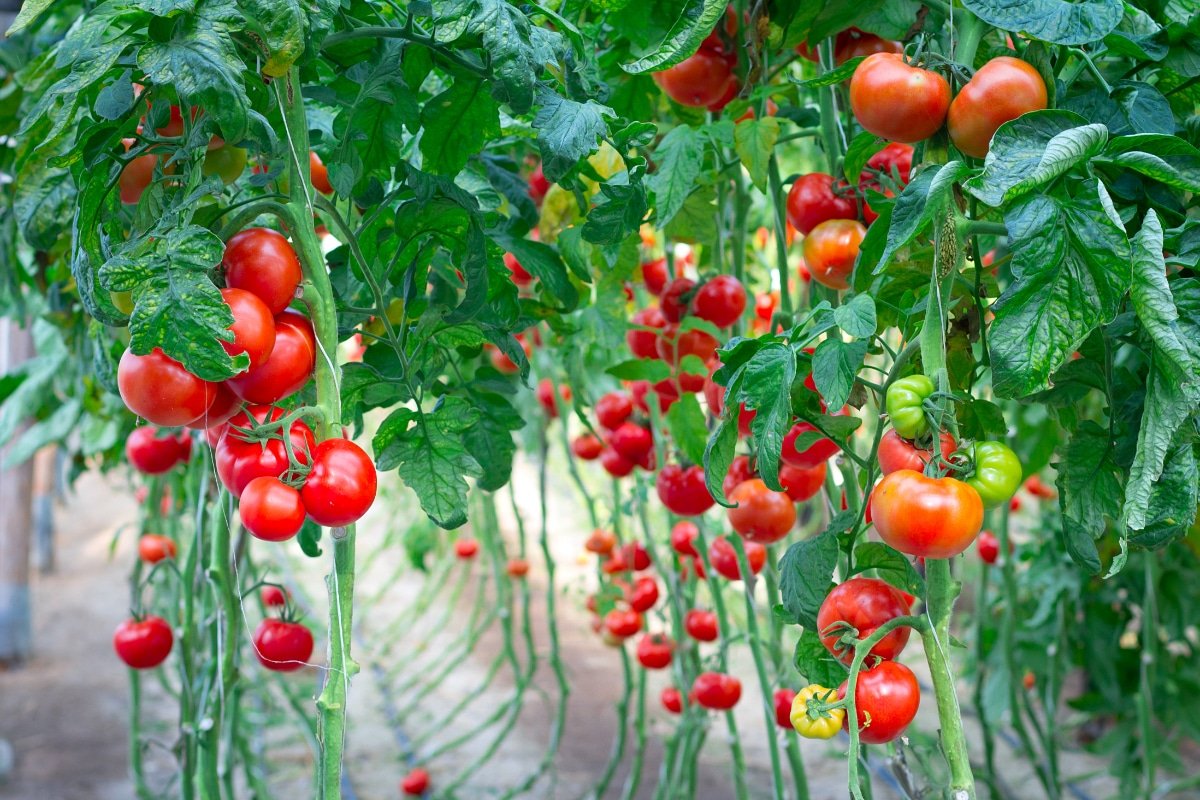 12 Tomato Growth Hacks for a High Yield Harvest - Gardening