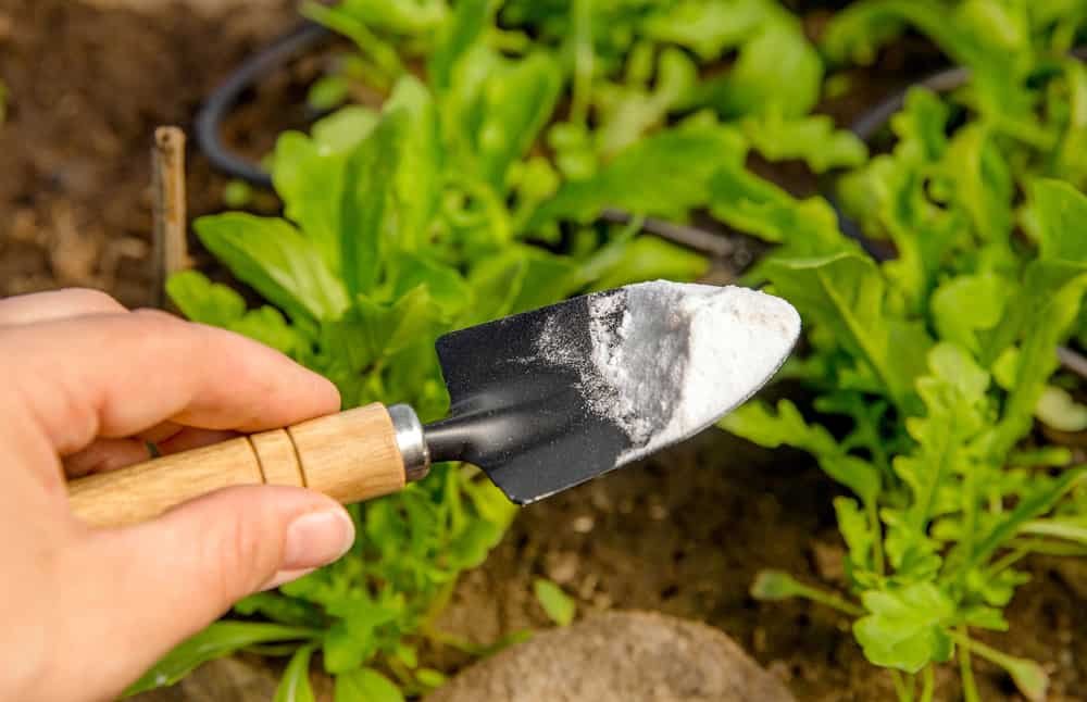 3 Ways Baking Soda Helps Tomato Plants ( 3 Ways It Doesn't) - Tomato Bible