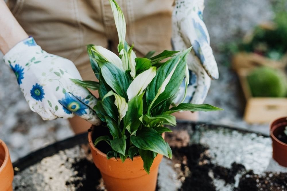 How Often To Repot Your Peace Lily