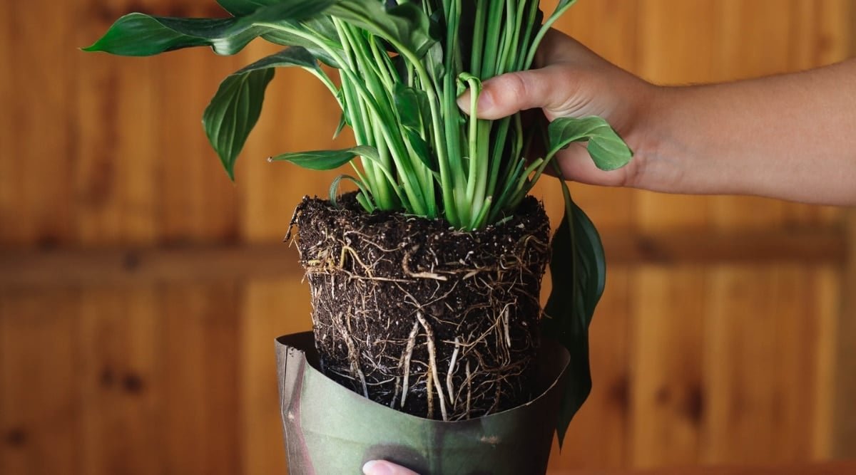 How to Propagate Peace Lilies in 5 Simple Steps