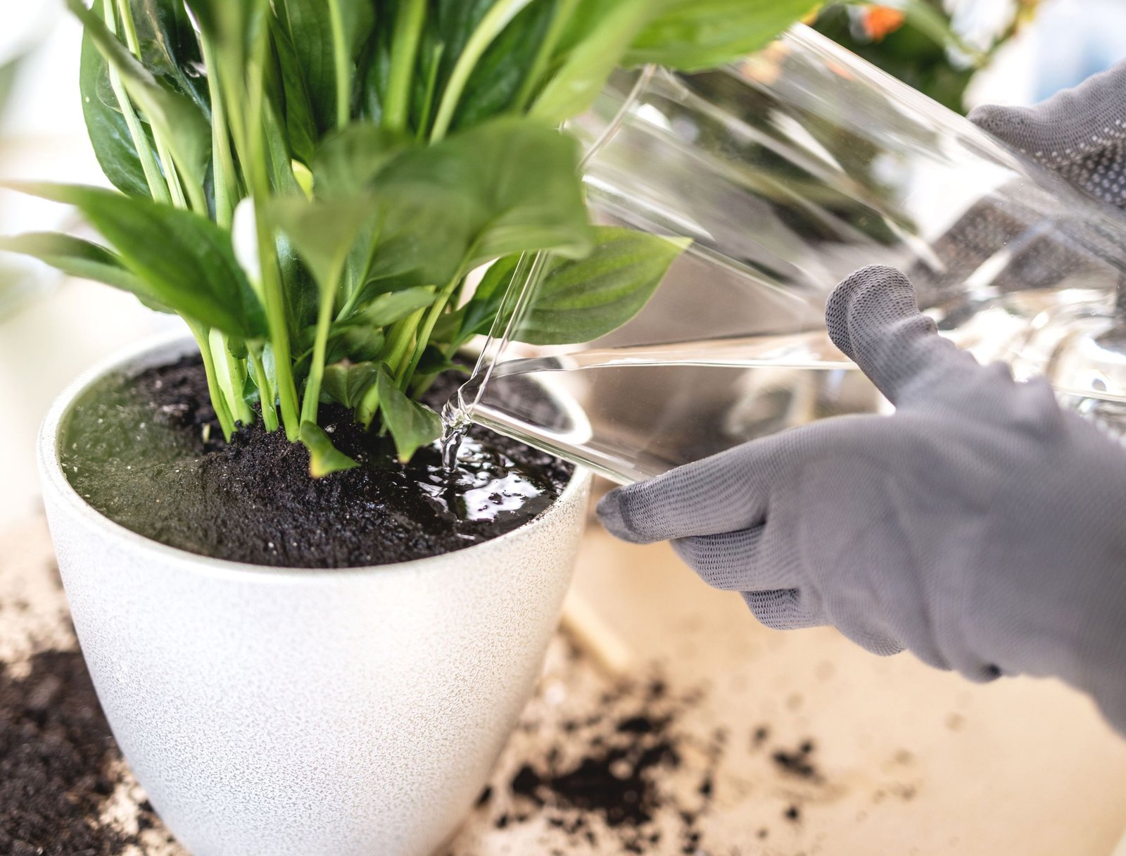 Symptoms of Overwatering a Peace Lily and How to Fix it