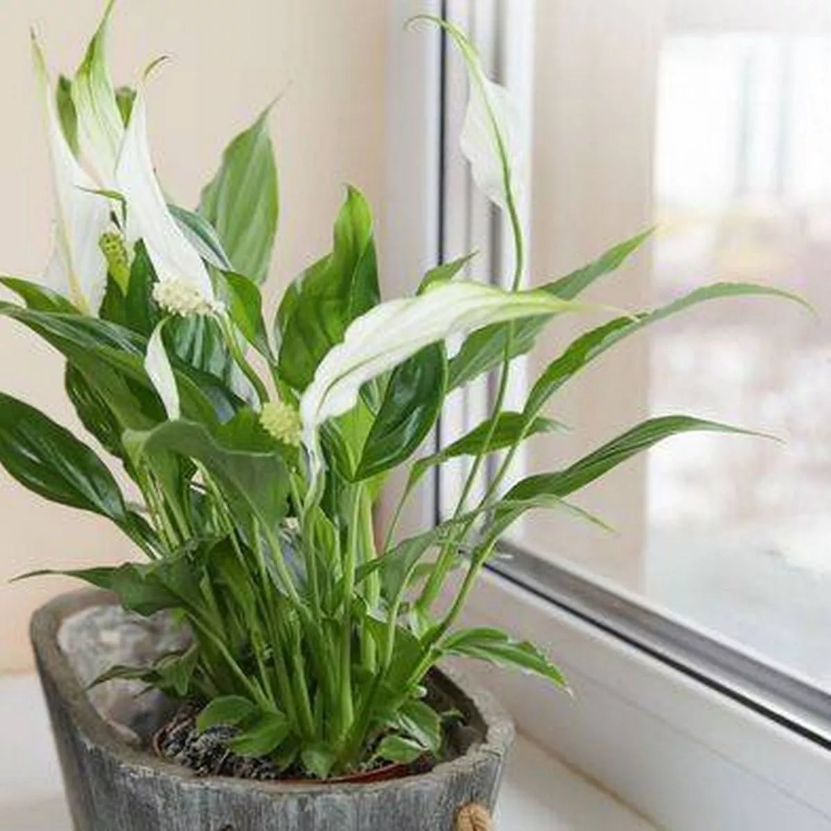 Peace lilies bloom for 'more than 8 weeks' using 1 simple 10-second task |  Devon Live