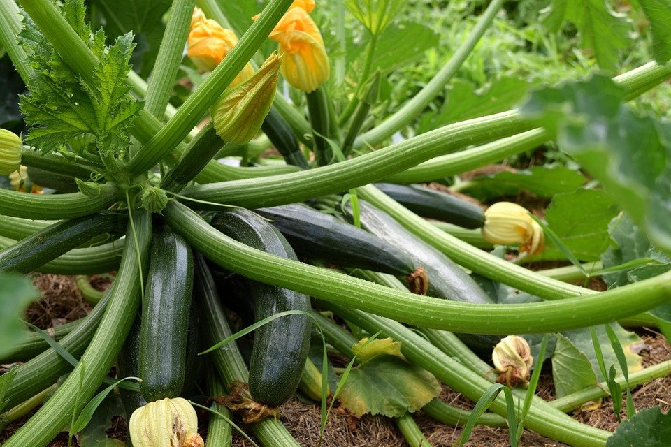 How to Grow Summer Squash -Growing Summer Squash -Garden Summer Squash