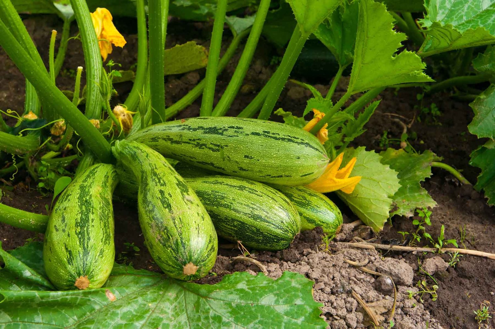 Growing Squash Plants | General Planting  Growing Tips – Bonnie Plants