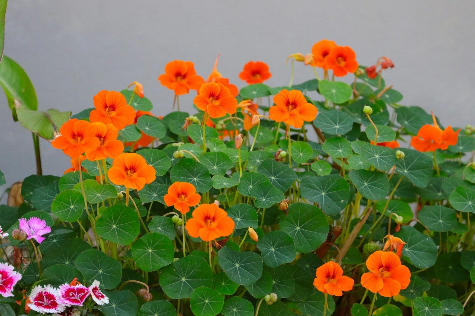 Nasturtium: When To Plant and How To Grow – Whitwam Organics