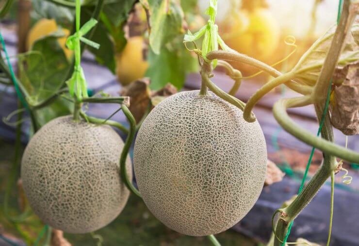Introduction to Melons - Food Gardening Network