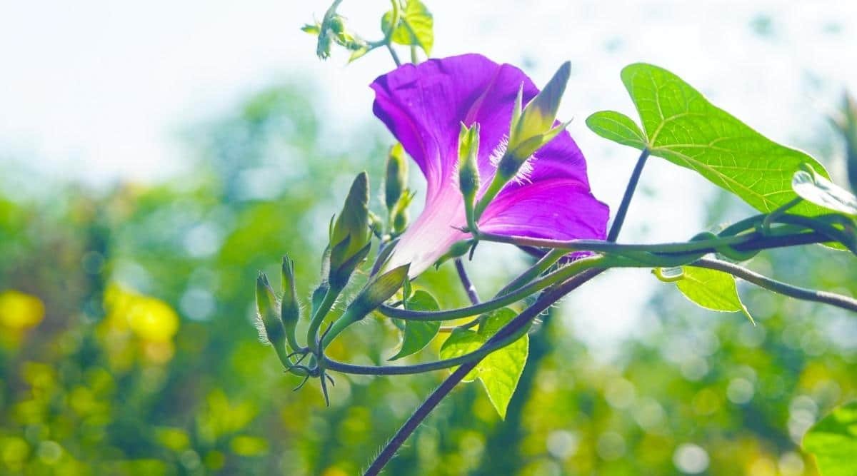 12 top things you want to grow in a tomato cage  why