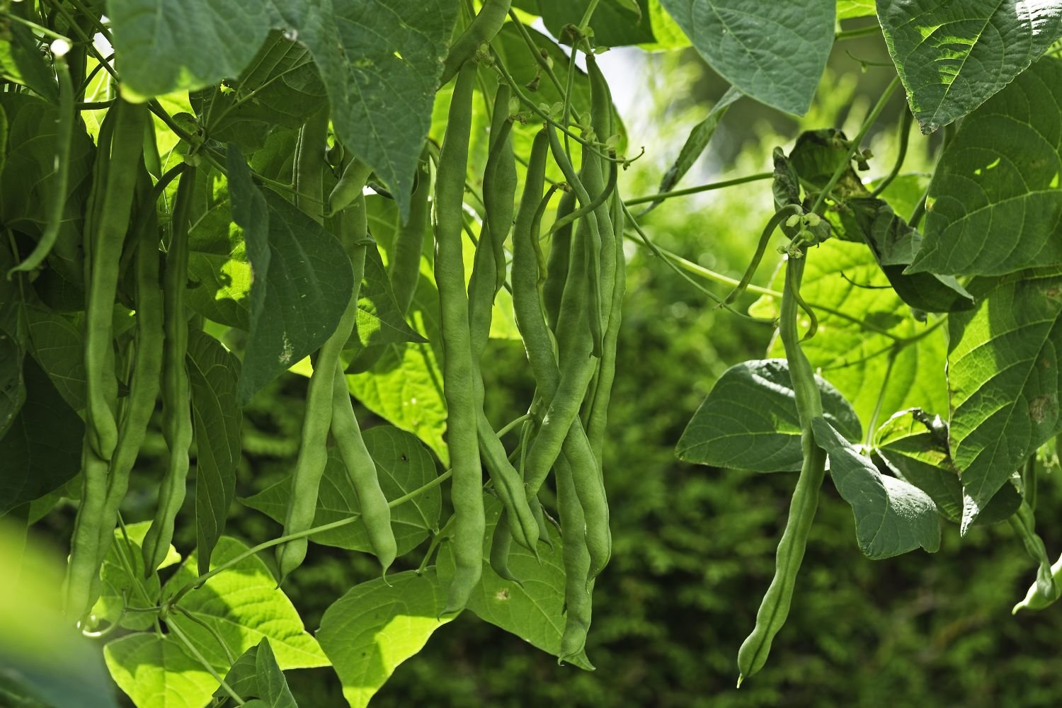 Planting beans: how  when to plant them - Plantura