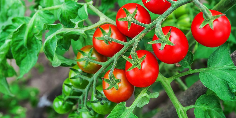 12 top things you want to grow in a tomato cage  why