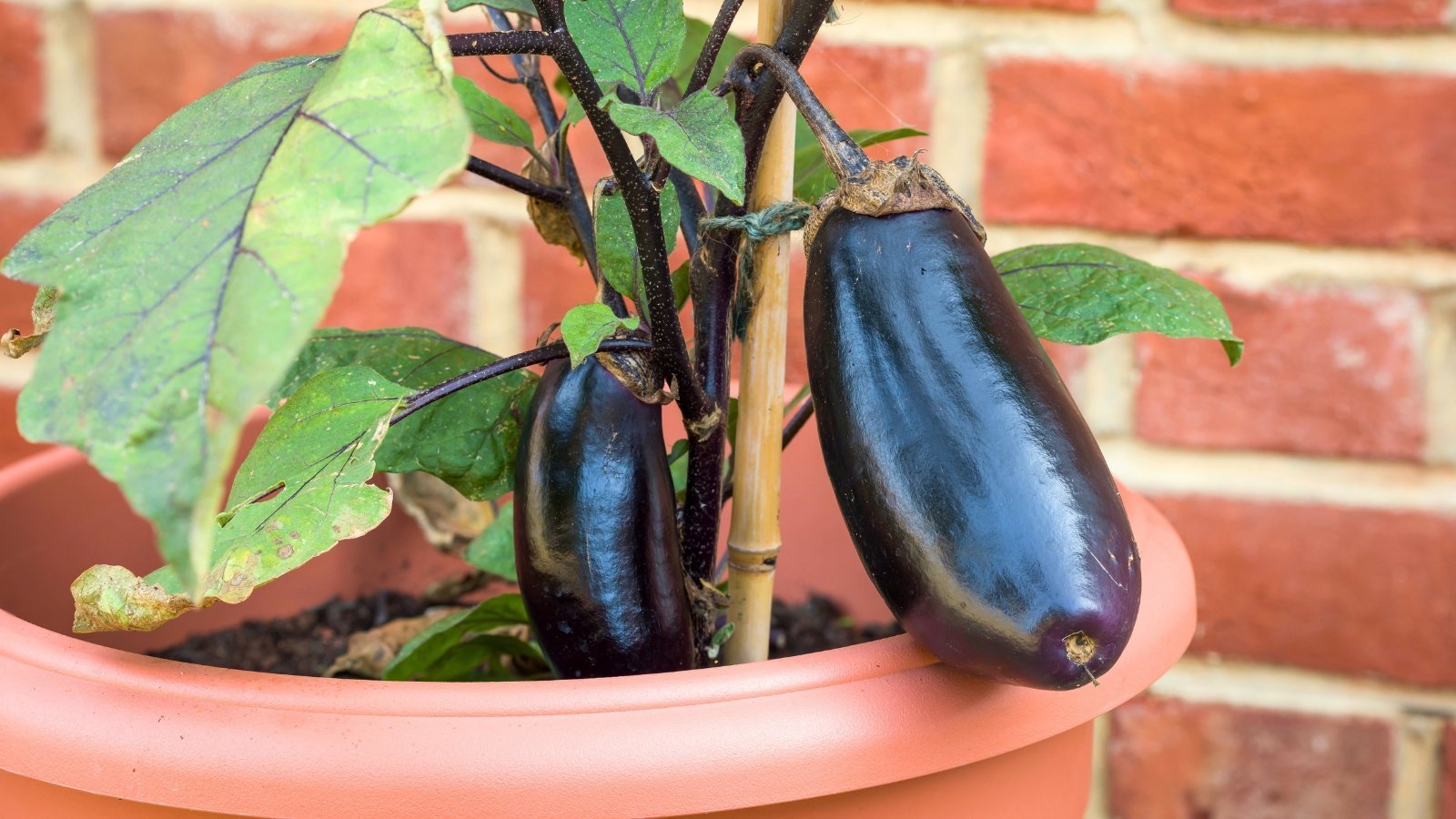 How to Grow Eggplants in Pots and Containers