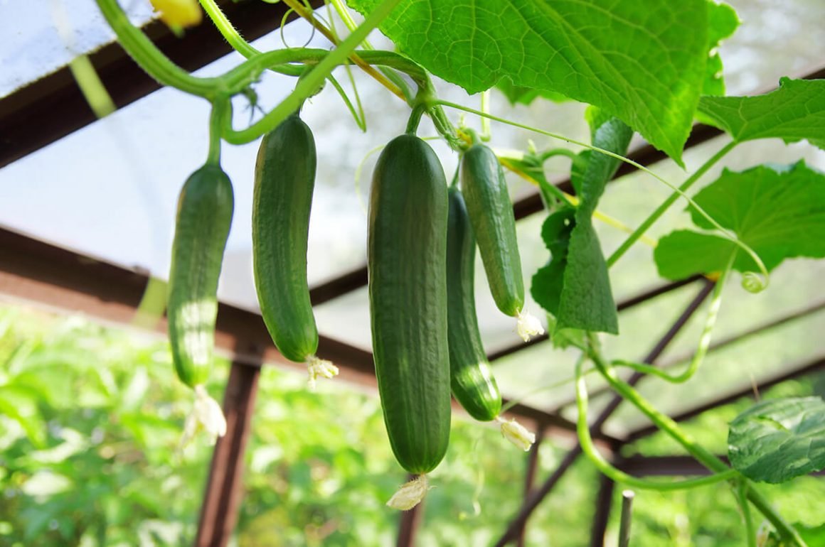 12 top things you want to grow in a tomato cage  why