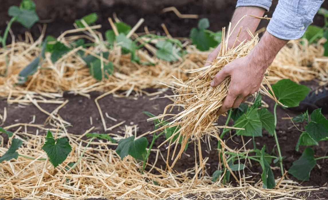 The Benefits of Mulching: A Beginner's Guide to the Many Benefits of Mulch  for Lawn Care and Healthy Gardening | Seedling Squad