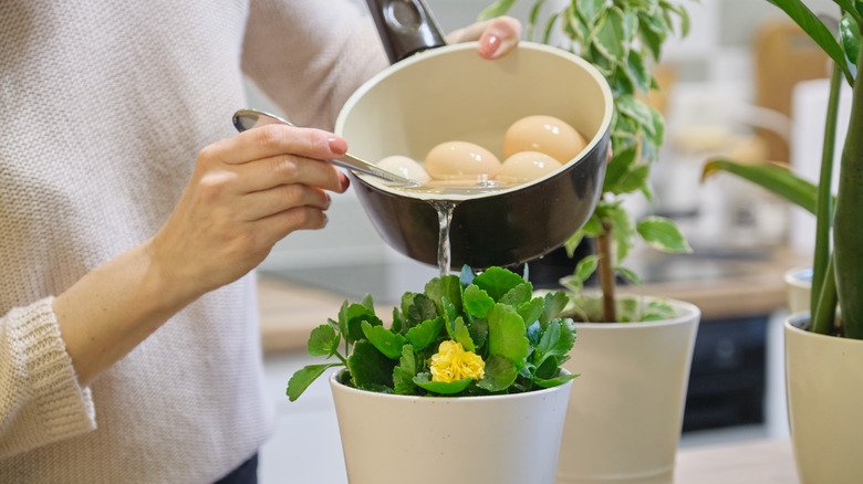 The Genius Egg Water Hack That Works Wonders For Your Garden