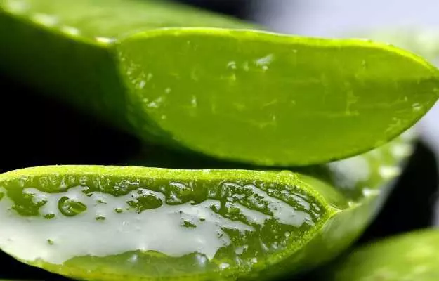 Aloe Vera: Gel, Benefits, Uses and Side Effects