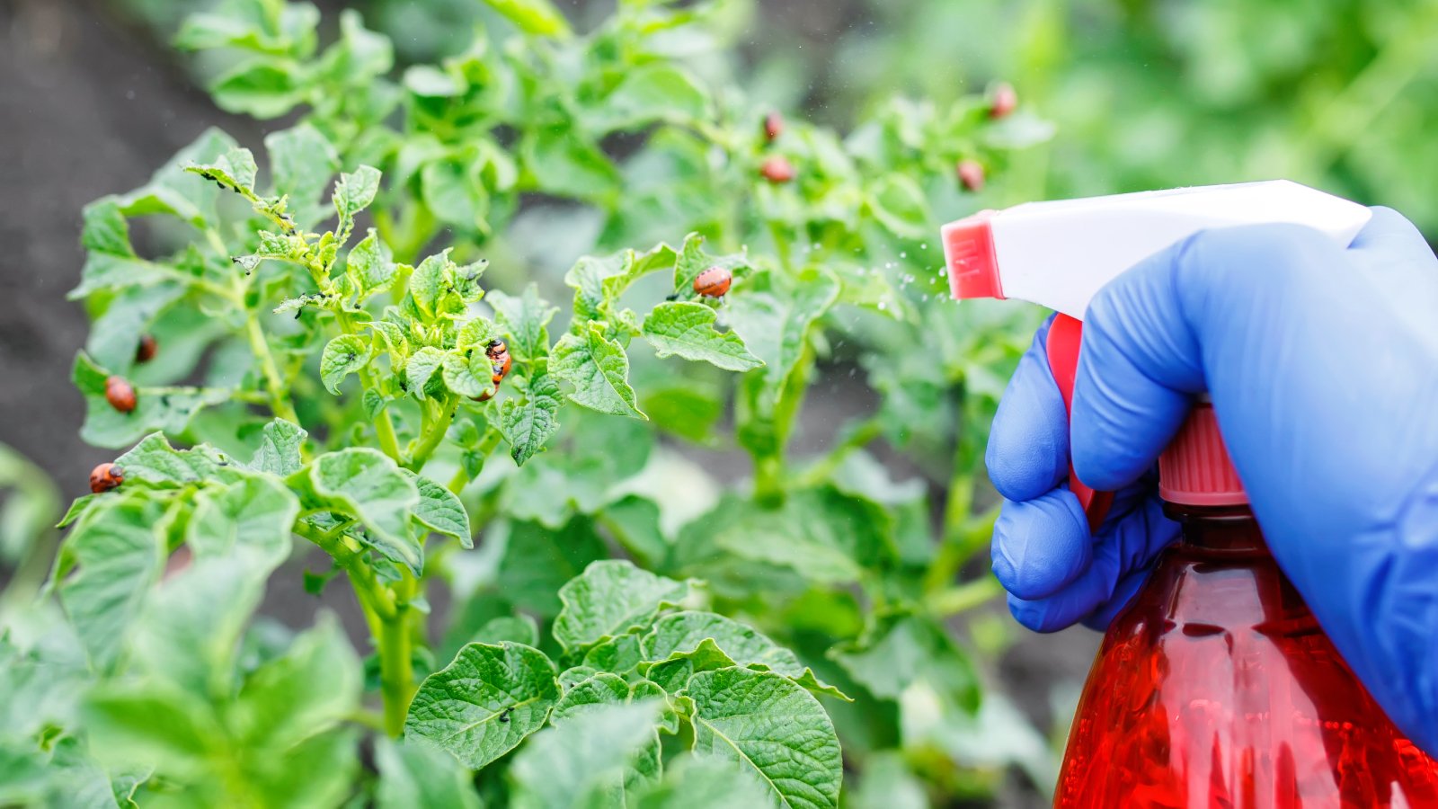 DIY Garlic Spray For Plants To Keep Your Garden Pest-Free | Gardening Know  How
