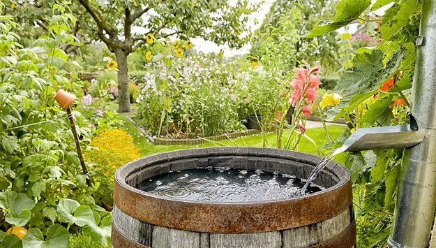Rainwater Harvesting Tips  Benefits for Urban Gardening