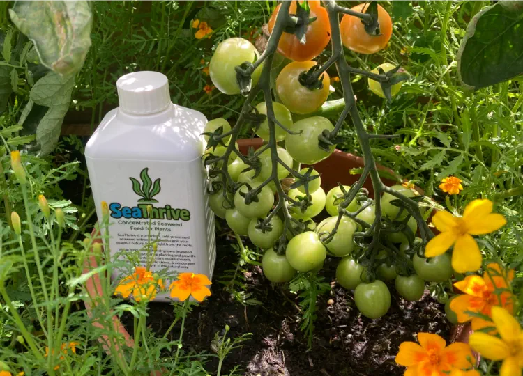 The Benefits of Using Seaweed Extract in the Garden and Allotment