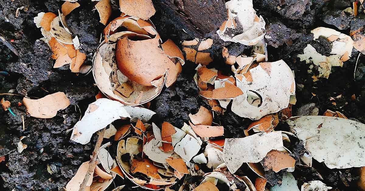 How to Use Eggshells in the Garden | Gardener's Path
