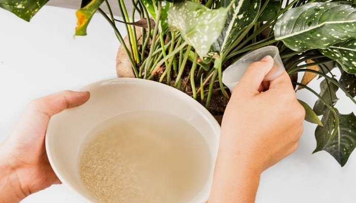 Is Rice Water Good for Plants OR Will It Slowly Kill Them?