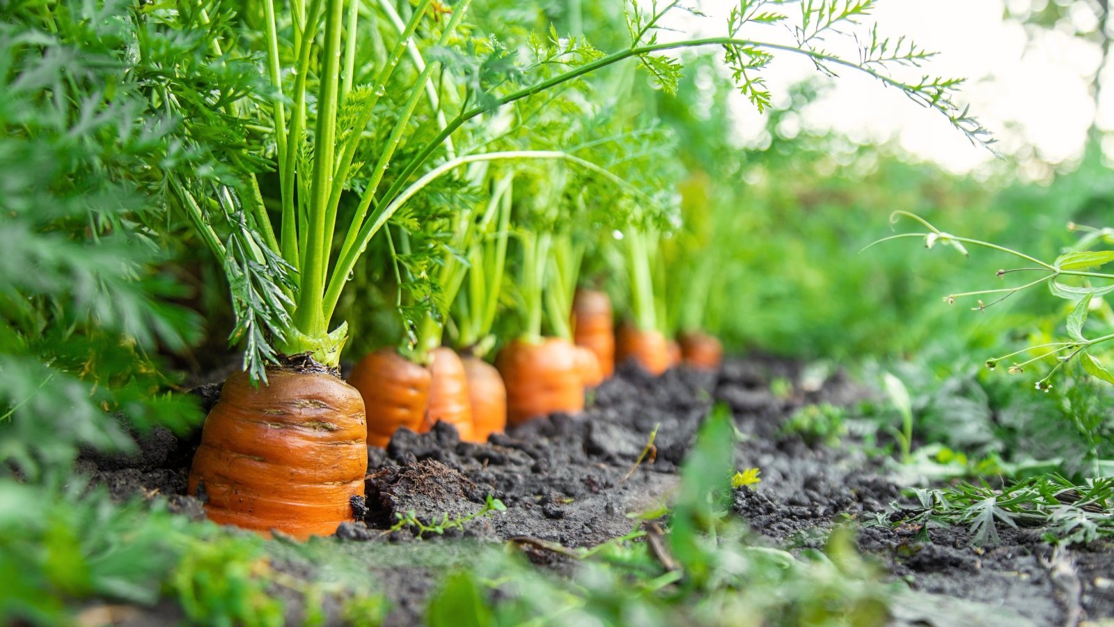 20 Vegetables You Can Re-Grow From Scraps
