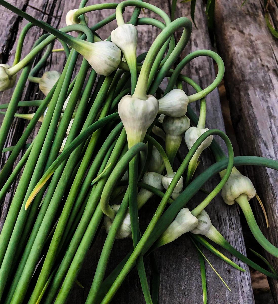20 Vegetables You Can Re-Grow From Scraps