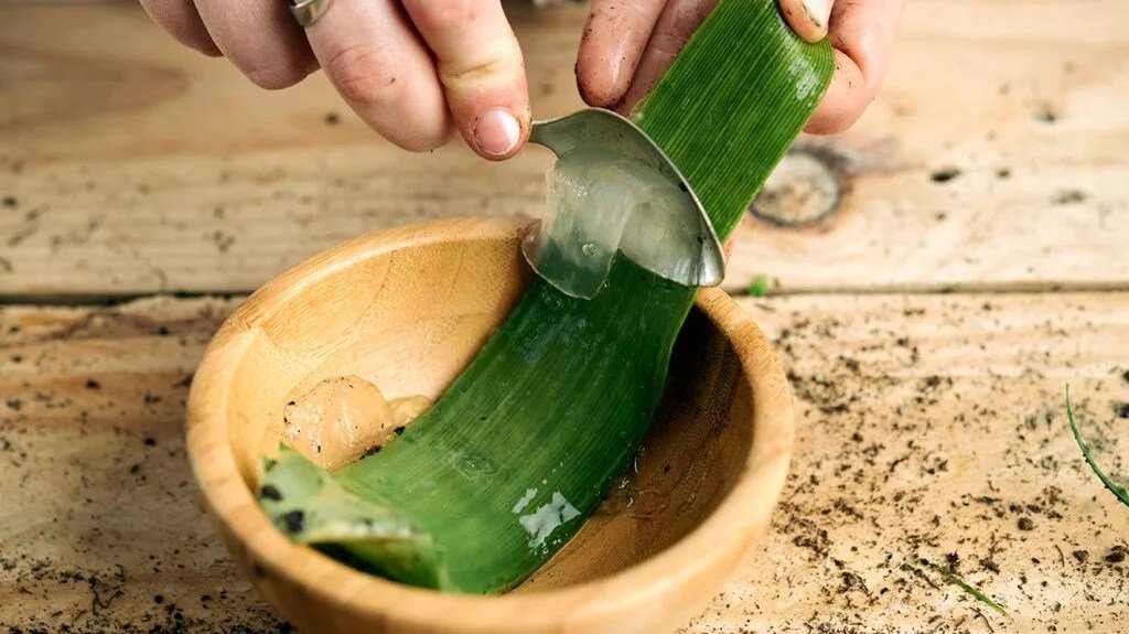 Aloe vera for irritable bowel syndrome: Benefits and side effects