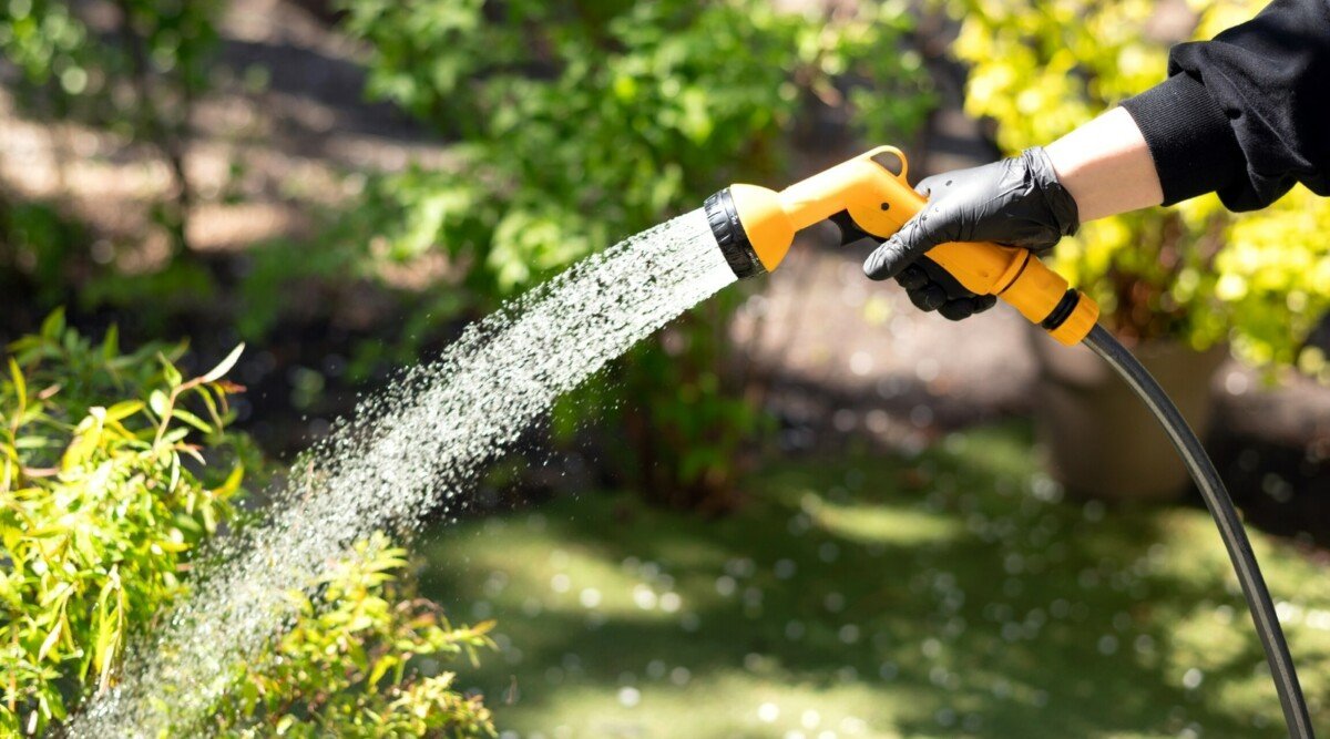 11 Common Mistakes to Avoid When Watering Your Plants