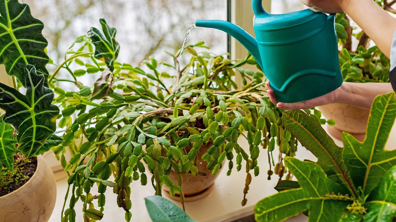 Overwatered Christmas Cactus Care: Revive  Save Your Plant | Gardening  Know How