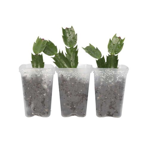 Christmas Cacti Care and Propagation - Bootstrap Farmer
