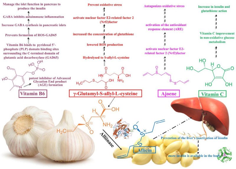 Garlic - an overview | ScienceDirect Topics
