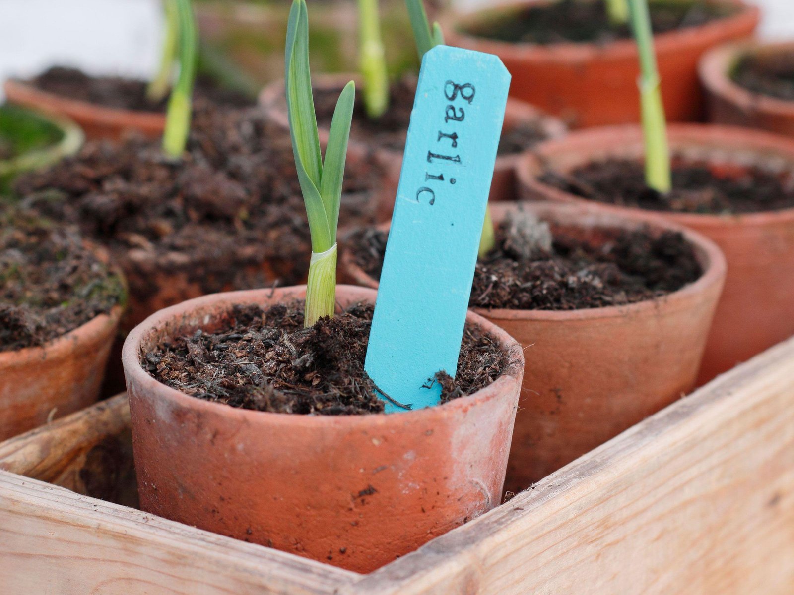 How to grow garlic indoors – 6 easy steps for fresh cloves all year round