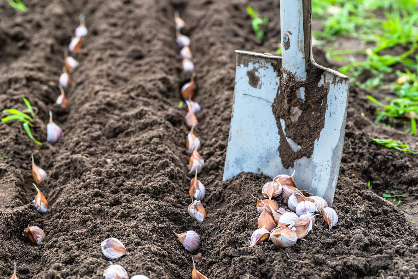 How To Grow Garlic: Fall Is The Time To Get Planting! - Farmers' Almanac -  Plan Your Day. Grow Your Life.