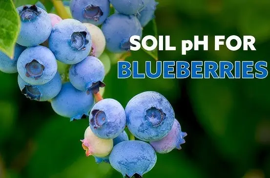 Blueberries: Amending Your Soil's pH - YouTube