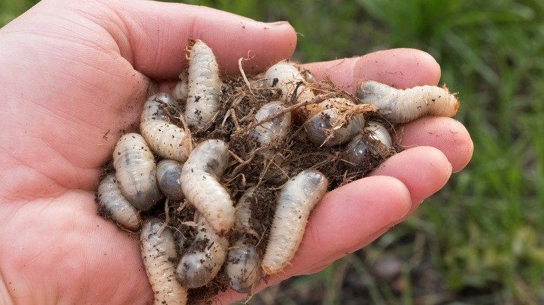 Grubs Control: Simple and Effective Methods to Save Your Lawn
