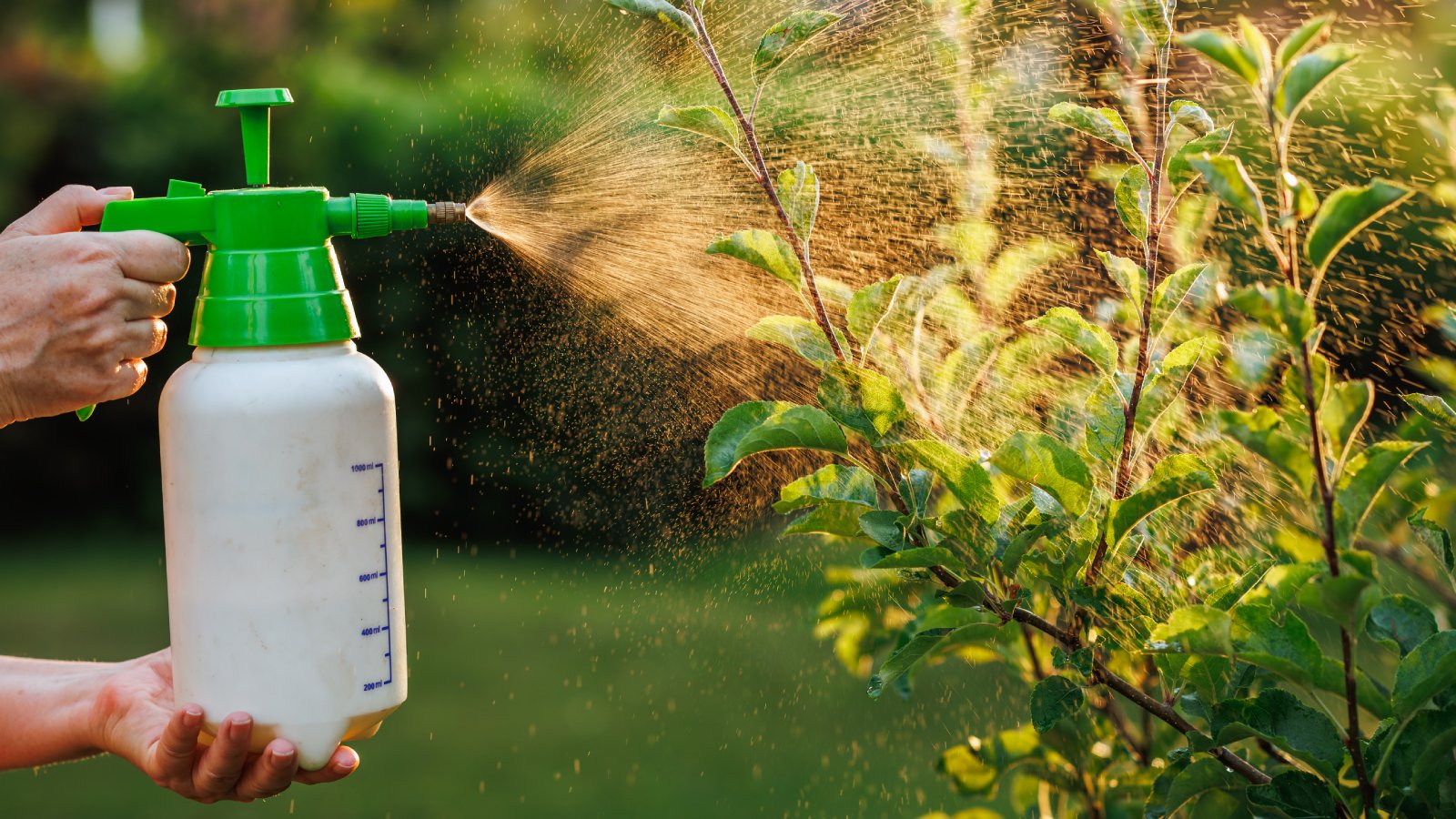 How To Use Insecticidal Soap: 3 Easy Ways To Make Your Own | Gardening Know  How