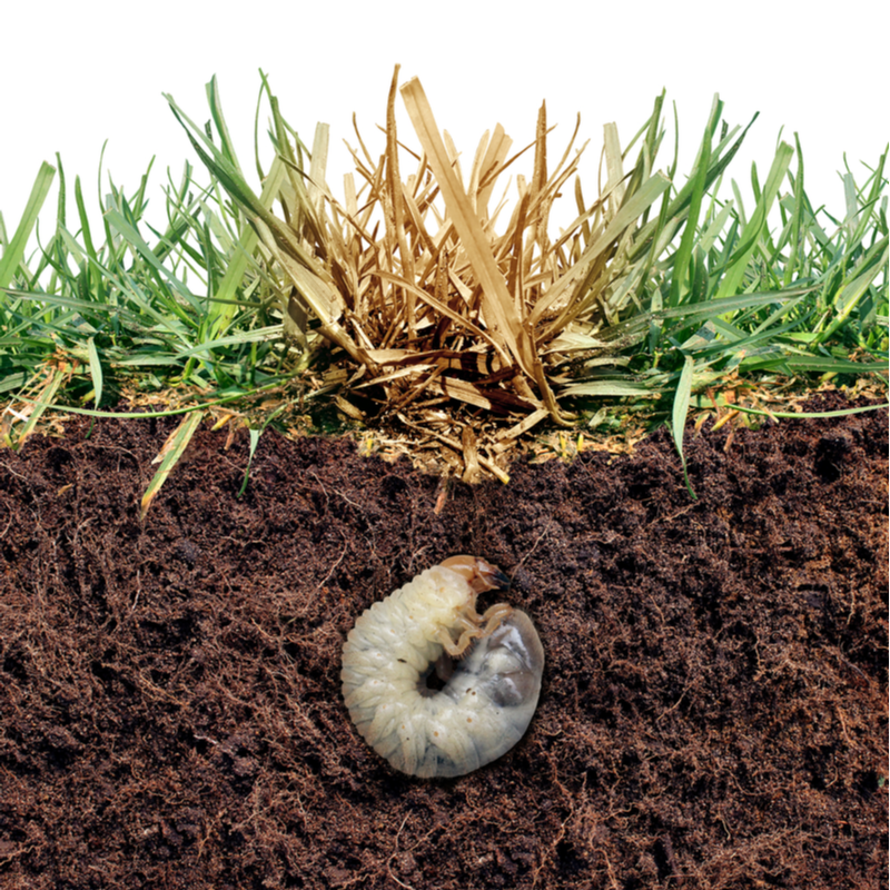 What Are Grubs And Why You Need Grub Control - Lawns-4-U