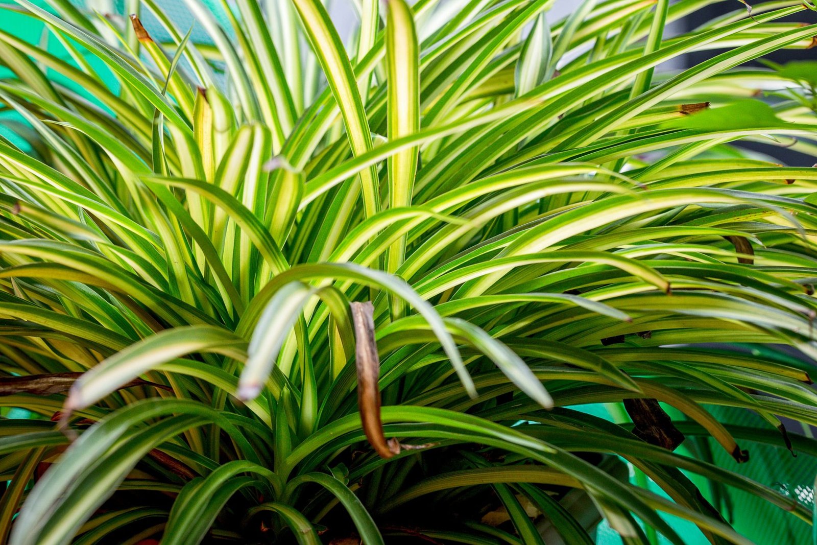 Spider Plant (Chlorophytum comosum) | Seasol