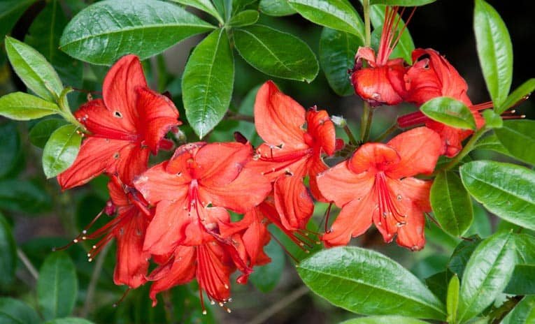 Buying, Planting  Caring for Azaleas  Rhododendrons | HomeTips