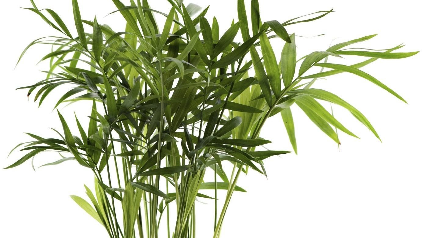 Bamboo Palm: Ultimate Plant Care And Growing Guide | Gardening Know How