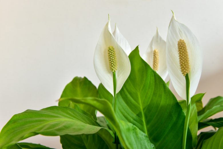 Peace Lily (Spathiphyllum): Beauty and Benefits of Peace Lilies