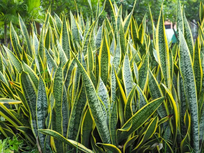Snake Plant - Sansevieria trifasciata 'laurentii' - Plant Care 101