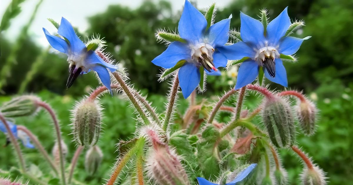 Borage: Benefits, Uses, and Precautions
