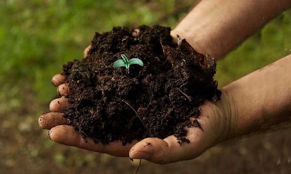 3 Healthy Soil — Deep Roots Project