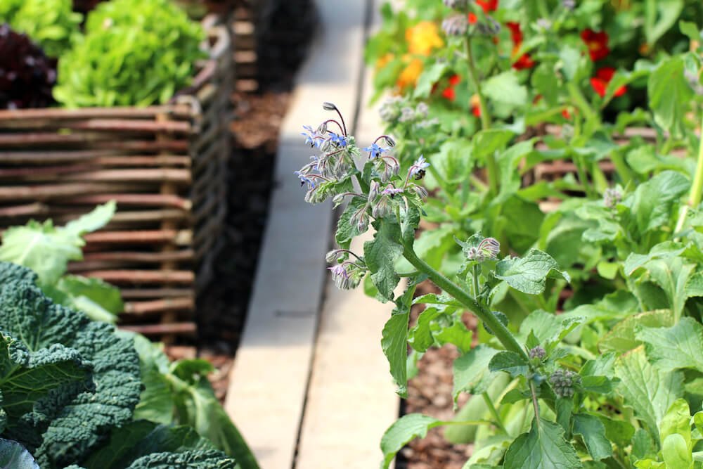 All You Need to Know About Borage | Kellogg Garden Organics™