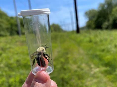 Happy #PollinatorWeek!!! 🦋🐝🐛🌼 Pollinators play a vital role in ...