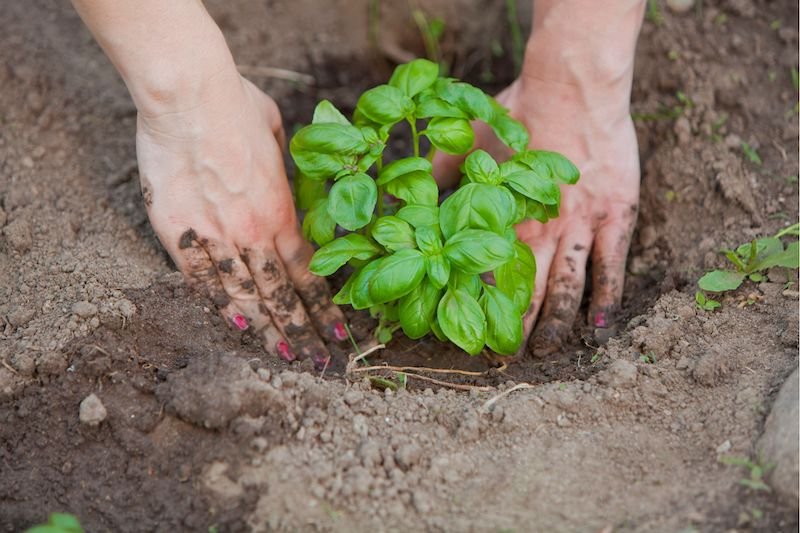Growing Basil: A Guide for Australian Gardeners | Ultimate Backyard