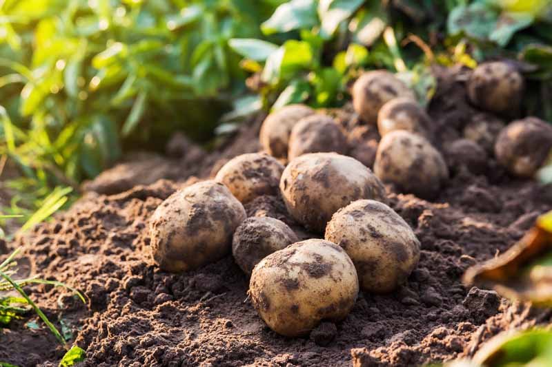 Grow Potatoes Fast: Chitting  Ruth Stout Tips -